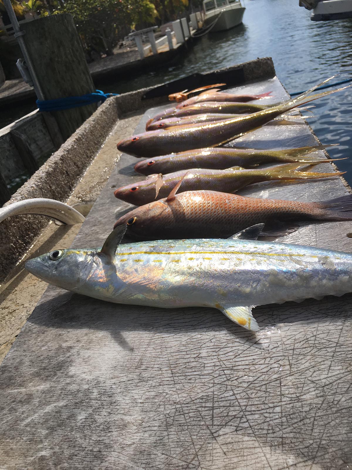 Fishing in the Florida Keys – Fishing Key West