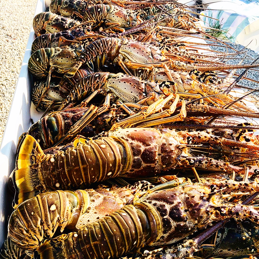 Lobster snorkel                    Key West